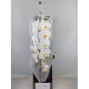 Phalaenopsis   ...white