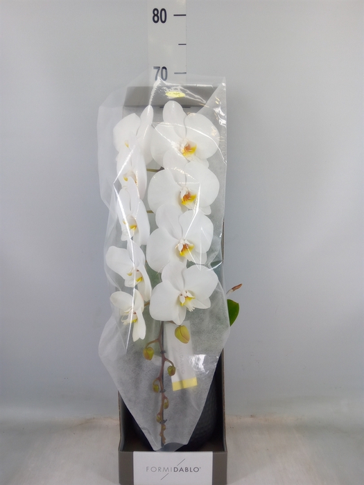 <h4>Phalaenopsis   ...white</h4>