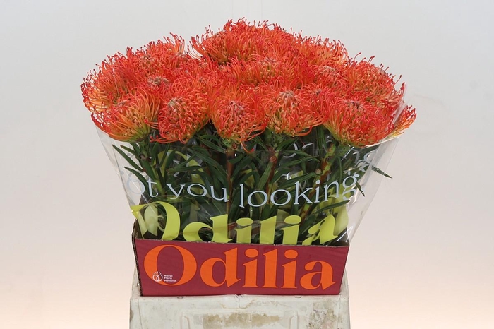 <h4>Nutans Succession</h4>