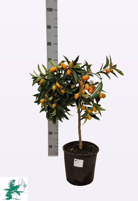 <h4>CITR MARGARITA</h4>