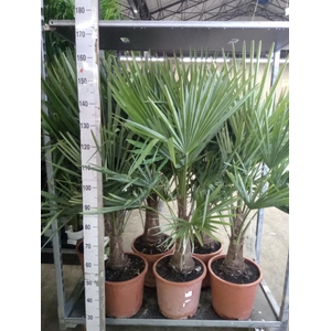 Trachycarpus fortunei