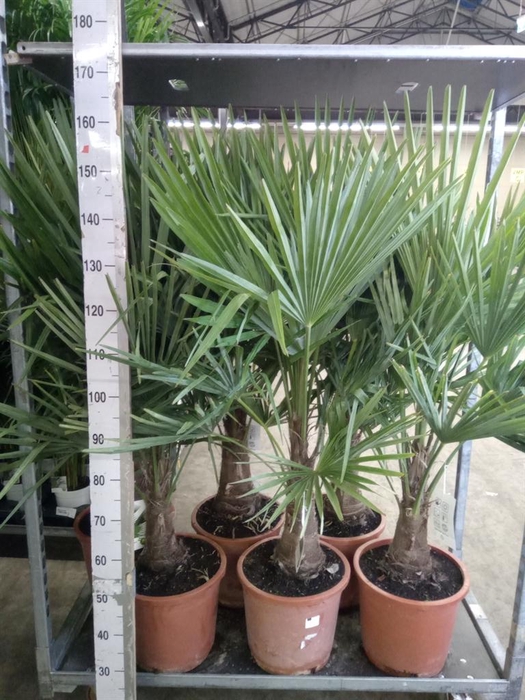 <h4>Trachycarpus fortunei</h4>