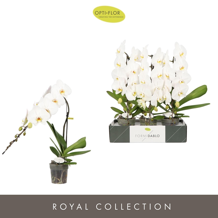 <h4>Phalaenopsis   ...white</h4>