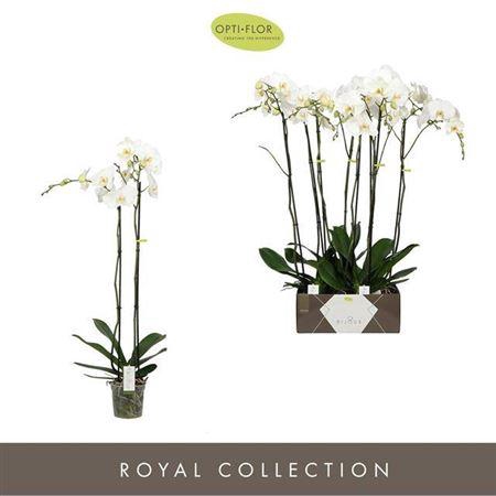 <h4>Phal Ov Bijoux Diamond</h4>