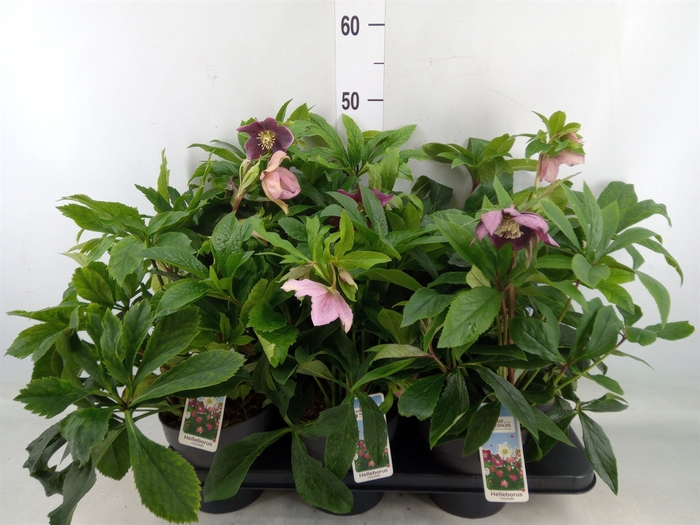 <h4>Helleborus ori.</h4>