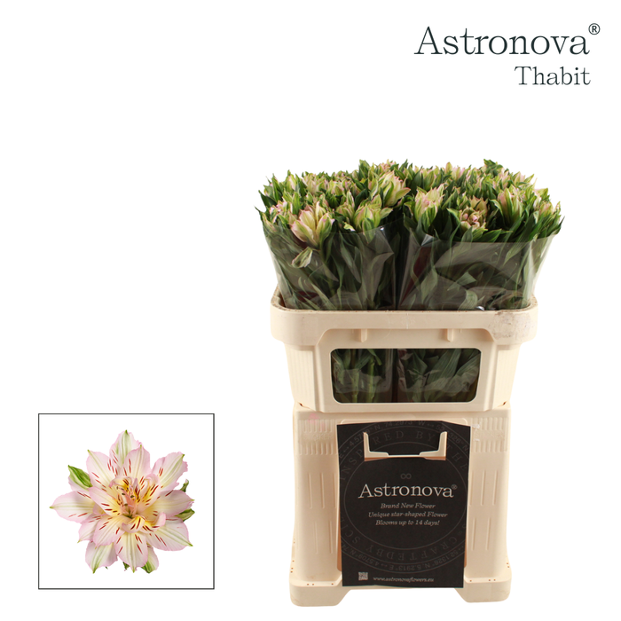 <h4>Alstroemeria Astronova Thabit</h4>