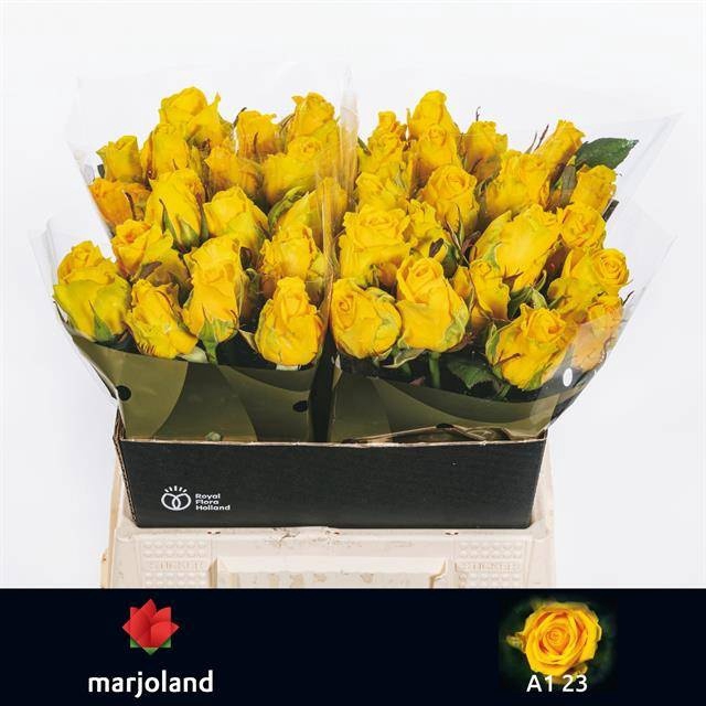 <h4>Rosa large penny lane</h4>