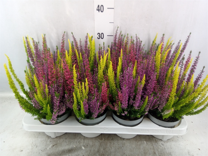 <h4>Calluna vulg. 'Beauty L Milk'  ..mx</h4>