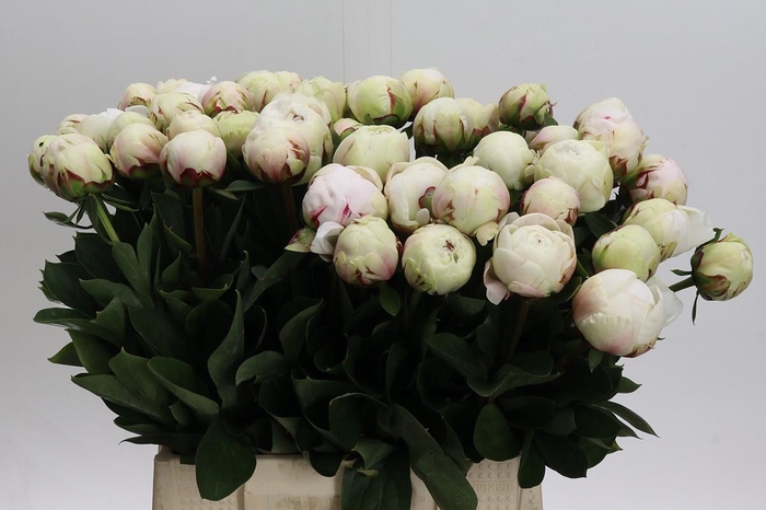 <h4>Paeonia Odile</h4>