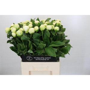 Paeonia Bridal Shower