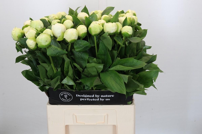 <h4>Paeonia Lact. Bridal  Shower</h4>