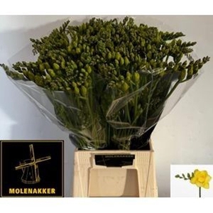 Freesia du Boulevard