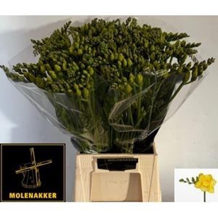 <h4>Freesia du Boulevard</h4>