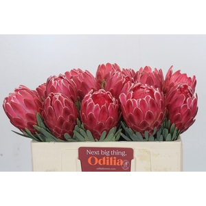 Protea 'Venus'