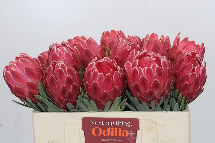 <h4>PROTEA  'VENUS'</h4>