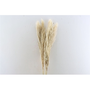 Dried Cortaderia Naturel 110 Cm P Stem