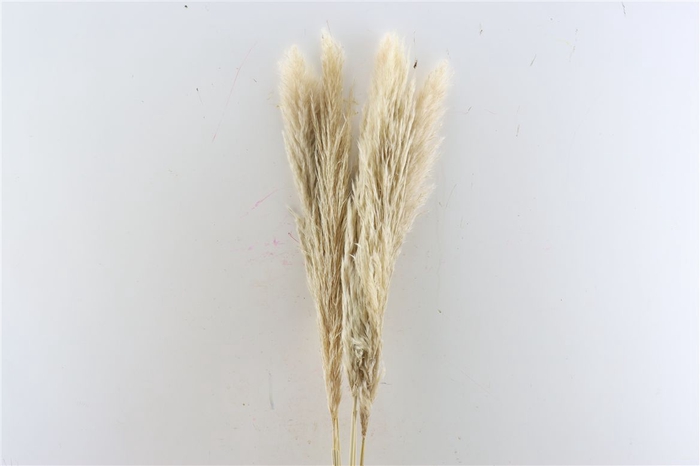 <h4>Dried Cortaderia Naturel 110 Cm P Stem</h4>