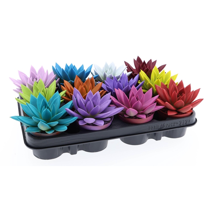 <h4>Echeveria  'Miranda'</h4>