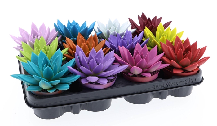 <h4>Echeveria  'Miranda'</h4>