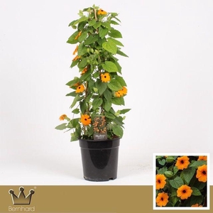 Thunbergia P19 Piramide - Alata Orange 