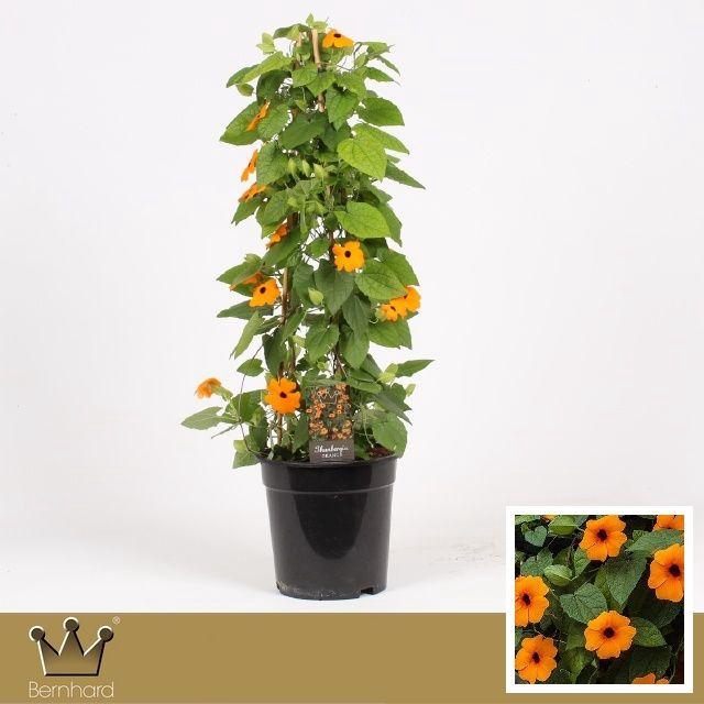 <h4>Thunbergia P19 Piramide - Alata Orange " Suzanne met de mooie ogen"</h4>