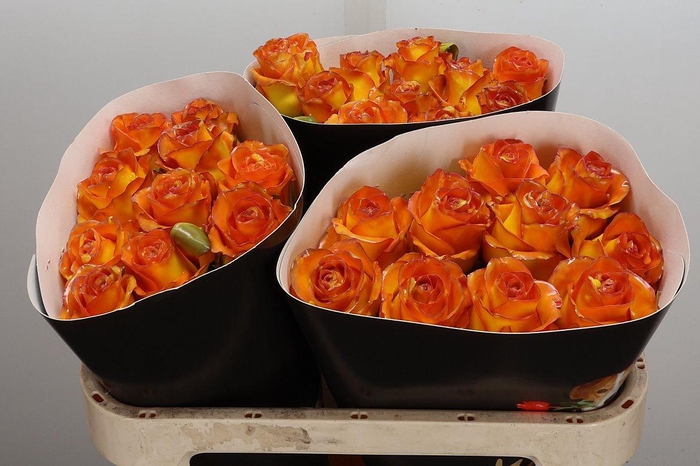 Wax-Rozen Wax Classic Gold