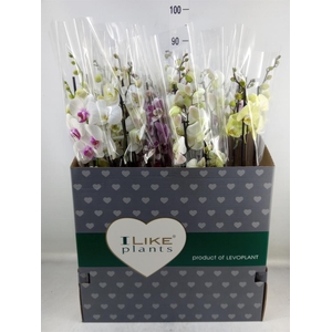 Phalaenopsis   ...mix