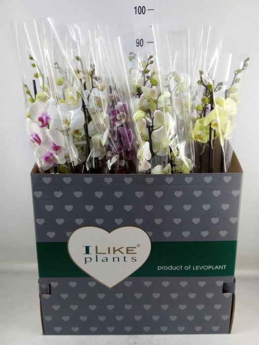 <h4>Phalaenopsis ...mix</h4>