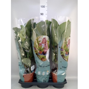 Calathea orbifolia