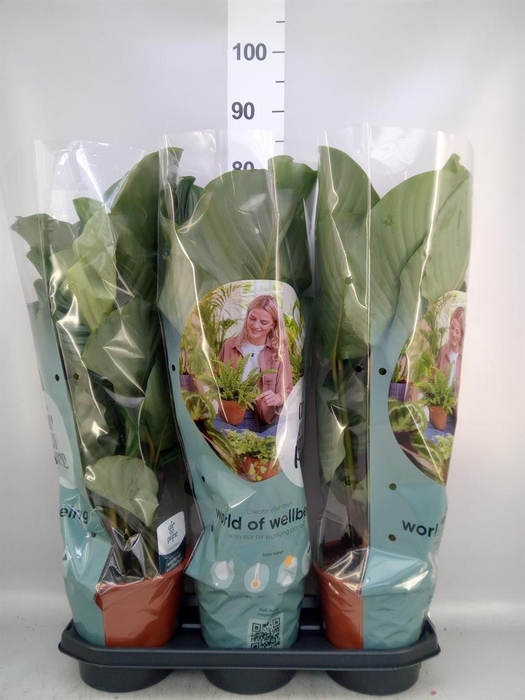 <h4>Calathea orbifolia</h4>