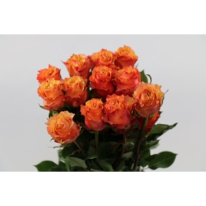 Rosa ec carpe diem