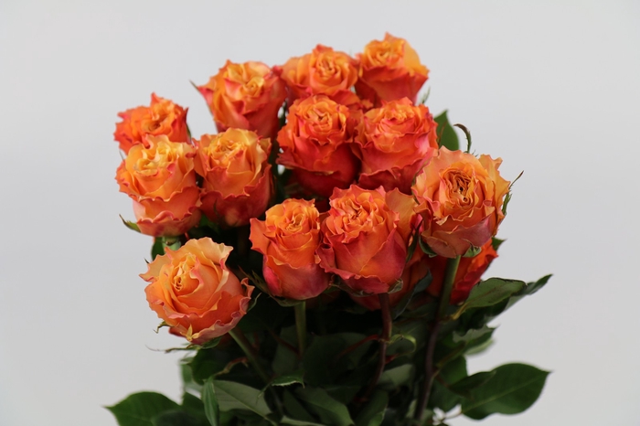 <h4>Rosa ec carpe diem</h4>