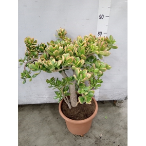 Crassula ovata 'Sunset'