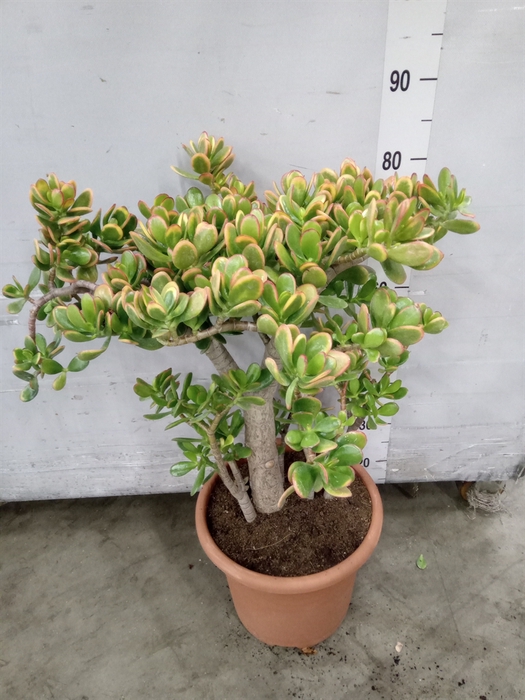 <h4>Crassula ovata 'Sunset'</h4>