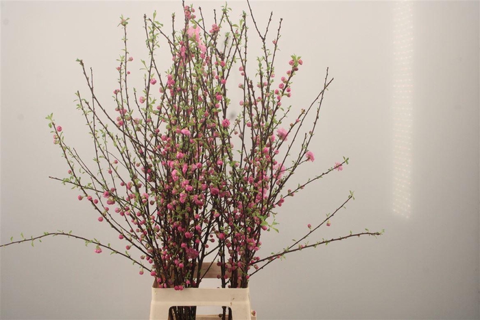 <h4>Prunus Triloba Vert</h4>