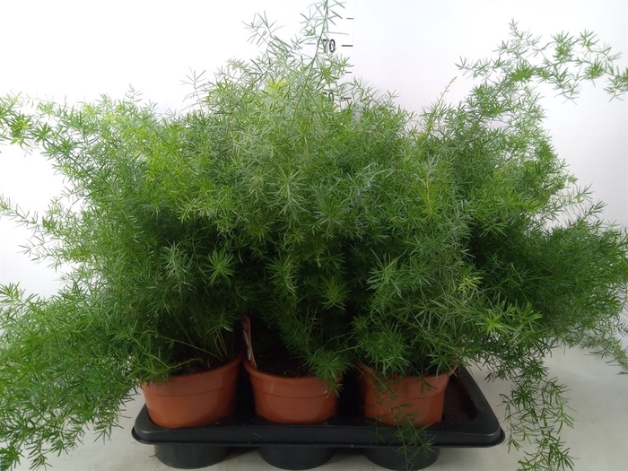 <h4>Asparagus dens. 'Sprengeri'</h4>