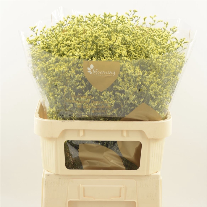 <h4>Limonium Sinense China Summer | Heavy Quality+</h4>