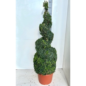 BUXU SEMPERVIRENS