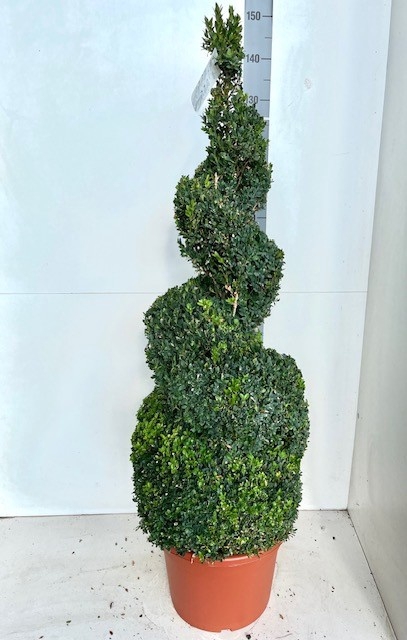 <h4>BUXU SEMPERVIRENS</h4>