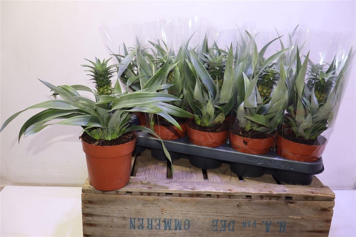 <h4>Ananas Mi Amigo</h4>