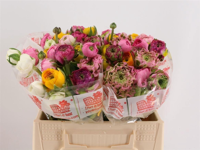 <h4>RAN GEM IN BOS</h4>