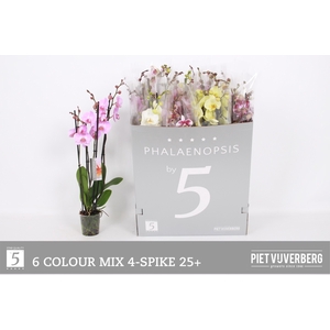 PHAL GEM 6 KL