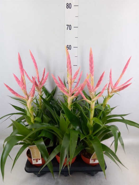 <h4>Tillandsia  'Dolce'</h4>