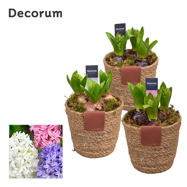 <h4>Arrangementen Hyacinthus 6%</h4>