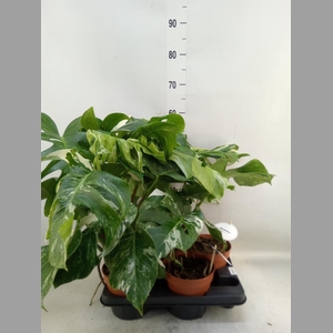 Monstera delic. 'Variegata'