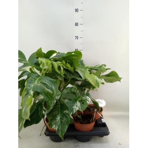 Monstera delic. 'Variegata'
