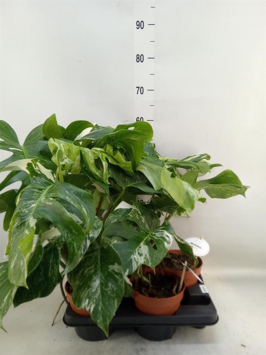 <h4>Monstera delic. 'Variegata'</h4>