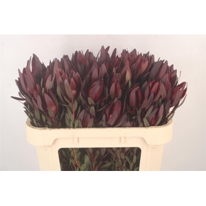 Leucad Saf Sunset Spray