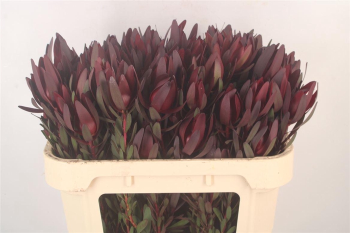 <h4>Leucad Saf Sunset Spray</h4>