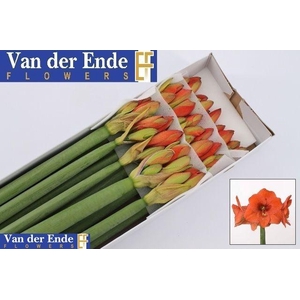 HIPP GA NARANJA